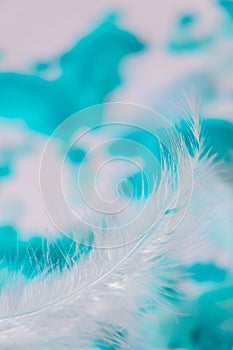 White and blue colors. Bird feather on selective focus. Close up. Background. Copy space for text. Femine, light airy Feathers photo