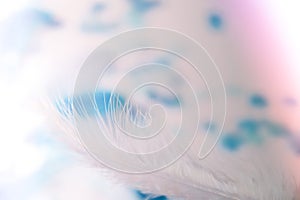 White and blue colors. Bird feather on selective focus. Close up. Background. Copy space for text. Femine, light airy Feathers photo