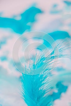 White and blue colors. Bird feather on selective focus. Close up. Background. Copy space for text. Femine, light airy Feathers photo