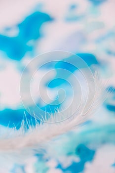 White and blue colors. Bird feather on selective focus. Close up. Background. Copy space for text. Femine, light airy Feathers photo