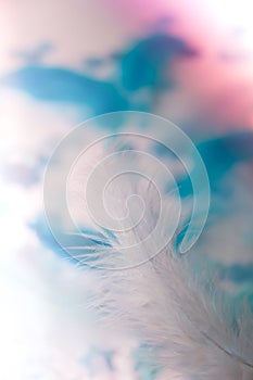 White and blue colors. Bird feather on selective focus. Close up. Background. Copy space for text. Femine, light airy Feathers photo