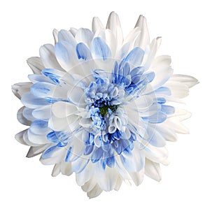 White and blue dahlia flower, white isolated background with clipping path.   Closeup.  no shadows.  For design