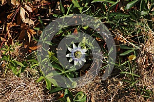 White blue elegantly passion Flower blossom, looks like nicely