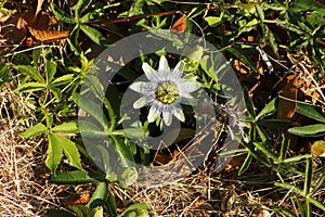 White blue elegantly passion Flower blossom, looks like nicely