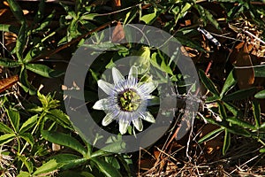 White blue elegantly passion Flower blossom, looks like nicely