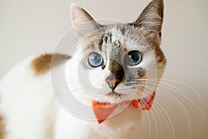 White blue eyed cat in orange bow tie, portrait on white background photo