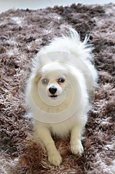 A white, blue-eyed German Spitz playing on the rug photo