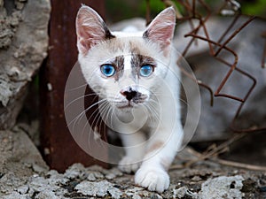 White blue eyes stray cat