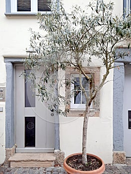 facade of the house in the south and olive