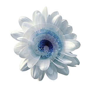 White-blue flower chrysanthemum. Garden flower. White isolated background with clipping path. Closeup. no shadows.