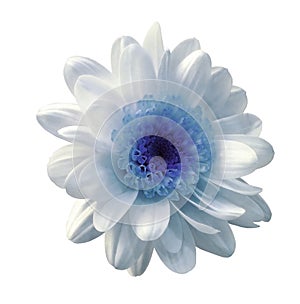White-blue flower chrysanthemum. Garden flower. White isolated background with clipping path. Closeup. no shadows. photo