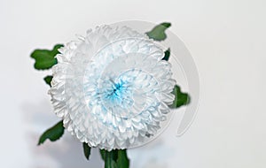 White-blue flower chrysanthemum. Garden flower. White isolated background with clipping path. Closeup. no shadows photo