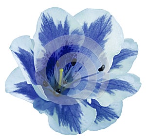 White-blue flower lily on a white isolated background with clipping path no shadows. Closeup.