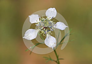 White blue flower of Love-in-a-mist, Nigella arvensis