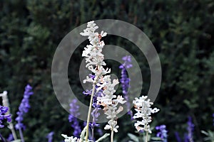 White and blue flower of \'Salvia farinacea\'(mealy sage)