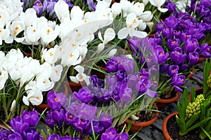 White and blue fresh crocuses