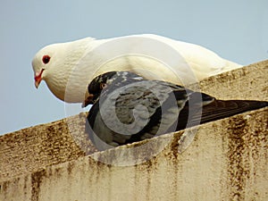 White and blue-grey pigeons together photo