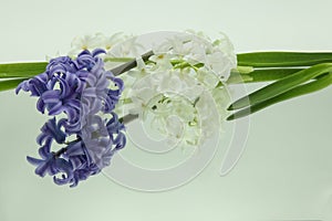 White, blue hyacinths reflected in mirror horizontally on white background