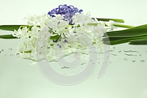 White, blue hyacinths reflected in mirror horizontally on white background