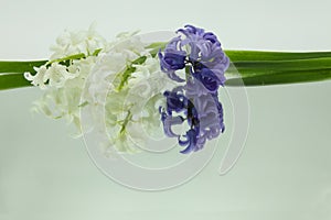 White, blue hyacinths reflected in mirror horizontally on white background