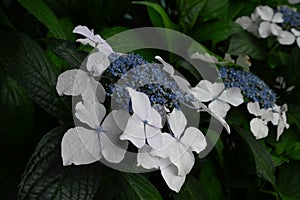 White and blue hydrangea aspera photo