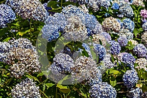 White and blue hydrangeas