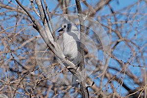 White Blue Jay in Commerce City, Colorado photo