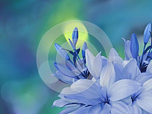 White-blue lilies flowers,on the bright blurred background with round turquoise, yellow highlights. Closeup. Bright floral com