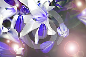 White, blue, lilies, flowers, romance, evening, stars, candles, love, bouquet, postcard, buds