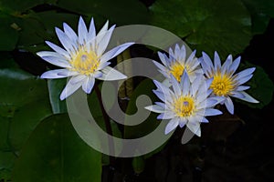 White-blue lotus closed up with dark background