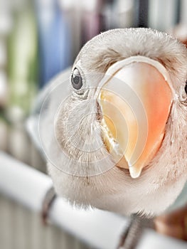 White Blue Lovebird