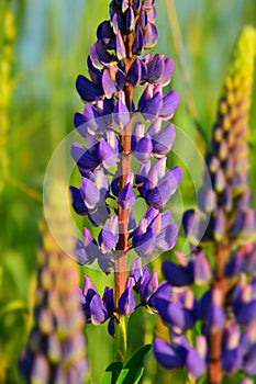 White and blue lupine flowers blooming on a green meadow background. Stock Photo