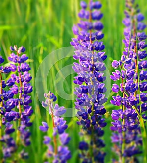 White and blue lupine flowers blooming on a green meadow background. Stock Photo