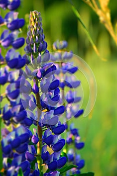 White and blue lupine flowers blooming on a green meadow background. Stock Photo