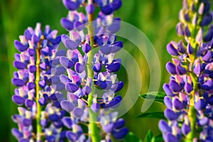 White and blue lupine flowers blooming on a green meadow background. Stock Photo