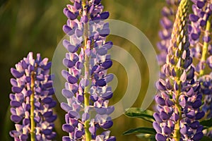 White and blue lupine flowers blooming on a green meadow background. Stock Photo