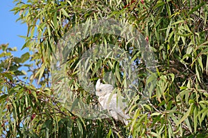 Australian Wildlife Series - Little Corella Cockatoo - Cockatoo - Cacatua sanguinea photo