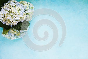 White and blue mophead hydrangeas over a blue background photo