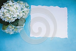 White and blue mophead hydrangeas and paper over a blue background photo