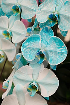 White and blue orchid