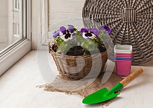 White blue pansy seedlings