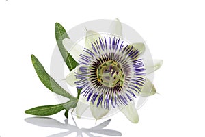 White blue passion flower Passiflora caerulea