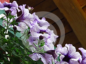 White and blue petunia flowers. Petunia Ã— atkinsiana, Petunia `Surfinia`, grandiflora Petunia floral background.