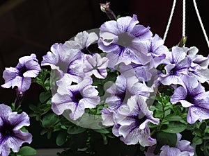 White and blue petunia flowers. Petunia Ã— atkinsiana, Petunia `Surfinia`, grandiflora Petunia floral background.