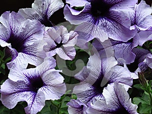 White and blue petunia flowers. Petunia Ã— atkinsiana, Petunia `Surfinia`, grandiflora Petunia floral background.