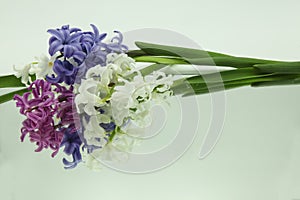 White, blue , pink hyacinths reflected in mirror horizontally on white background