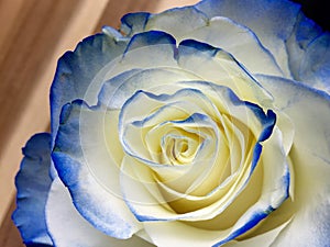 White and blue rose