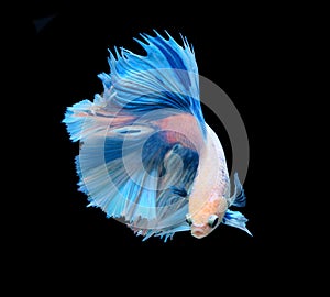 White and blue siamese fighting fish, betta fish isolated on bla