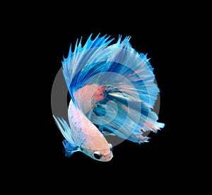 White and blue siamese fighting fish, betta fish isolated on bla photo