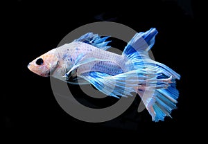 White and blue siamese fighting fish, betta fish isolated on bla